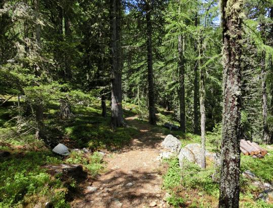 Tour of the mountain pastures of the Nörderberg