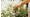 Erbe aromatiche