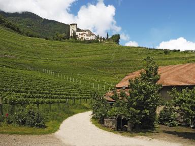 Ambitious vineyard near Merano: The vineyard Oberstein