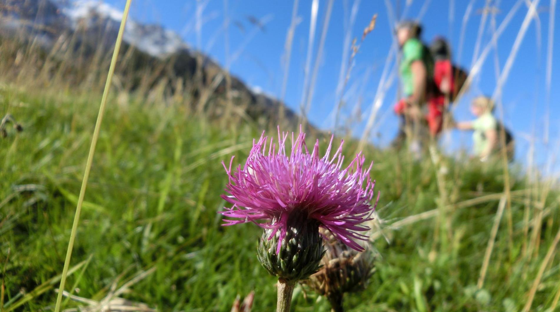 Hiking to the Morterer Alpine Pasture