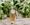 Home-made Herb Syrup