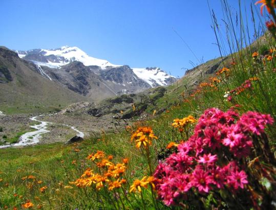 On the Traces of the Ortler