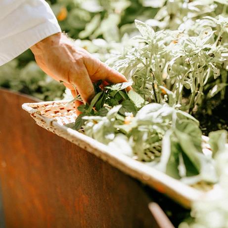 Erbe aromatiche dal nostro giardino