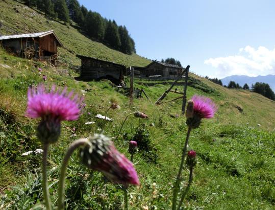 Höfe - und Almen - Wanderung am Naturnser Sonnenberg
