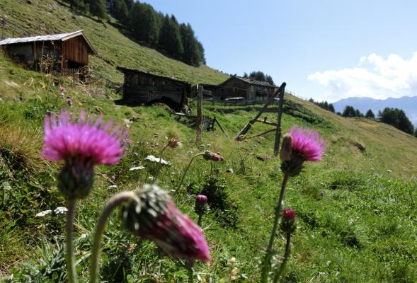 Höfe - und Almen - Wanderung am Naturnser Sonnenberg