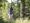 Im Wald